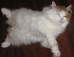 Наша сибирская кошка